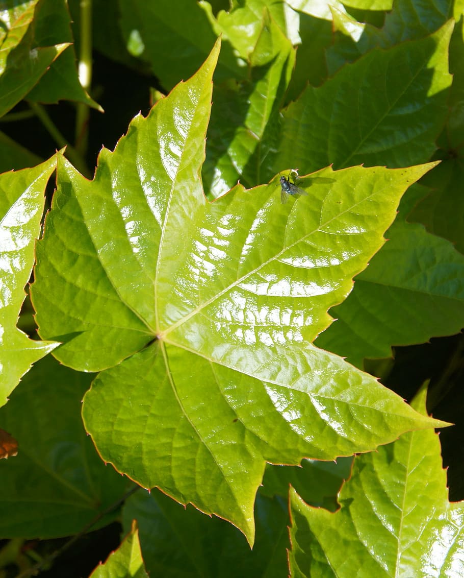 leaf, spring, frisch, green, first leaves, nature, green Color HD wallpaper