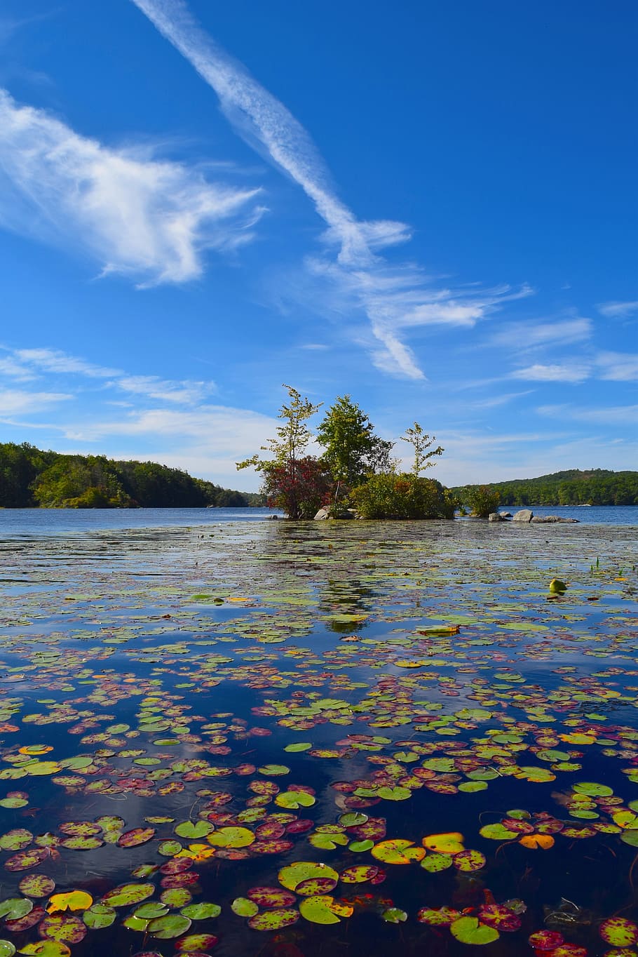 lake, island, water, landscape, lily pads, trees, sky, blue