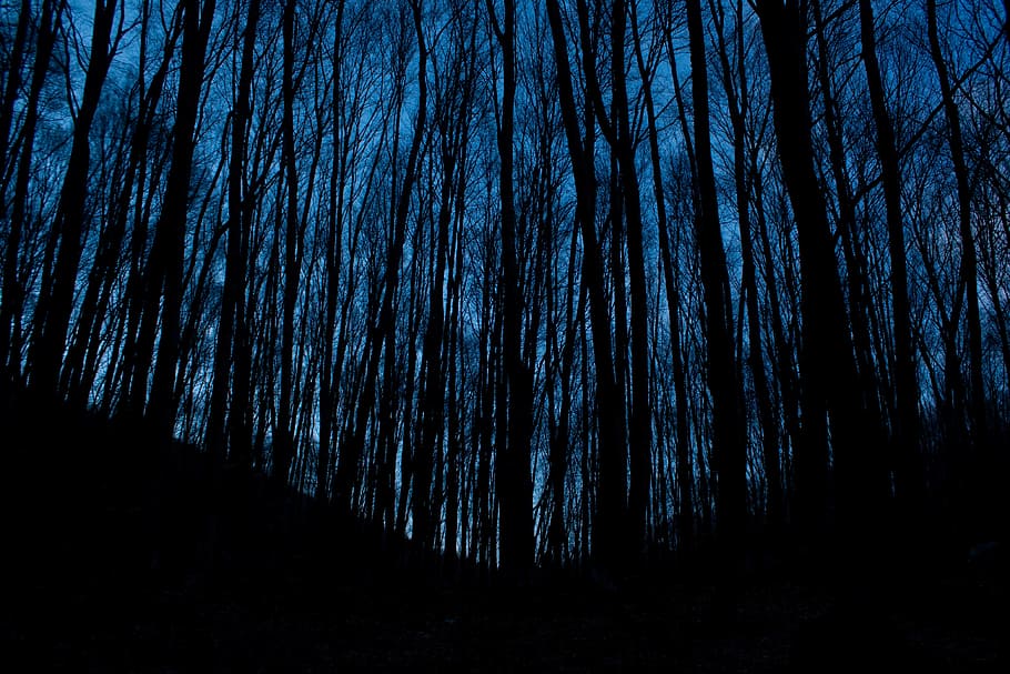 silhouette photo of forest trees, low angle photography of silhouette of trees HD wallpaper