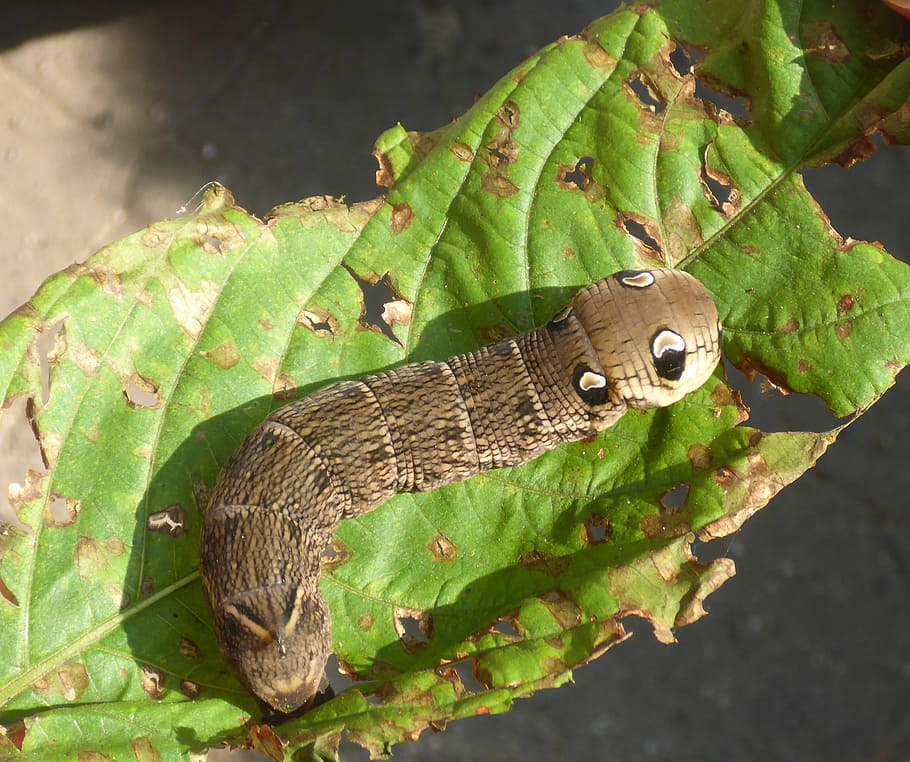 caterpillar, larva, nature, leaf, insect, worm, plant, color HD wallpaper