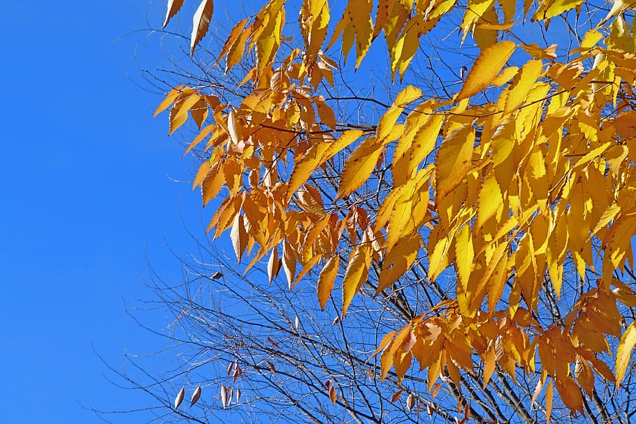 foliage, leaves, nature, fall, light, bright colors, autumn HD wallpaper