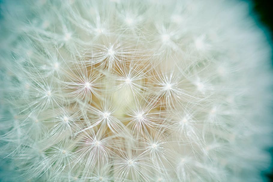 close up photo of white dandelion, seeds, number of lion, screen pilot, HD wallpaper