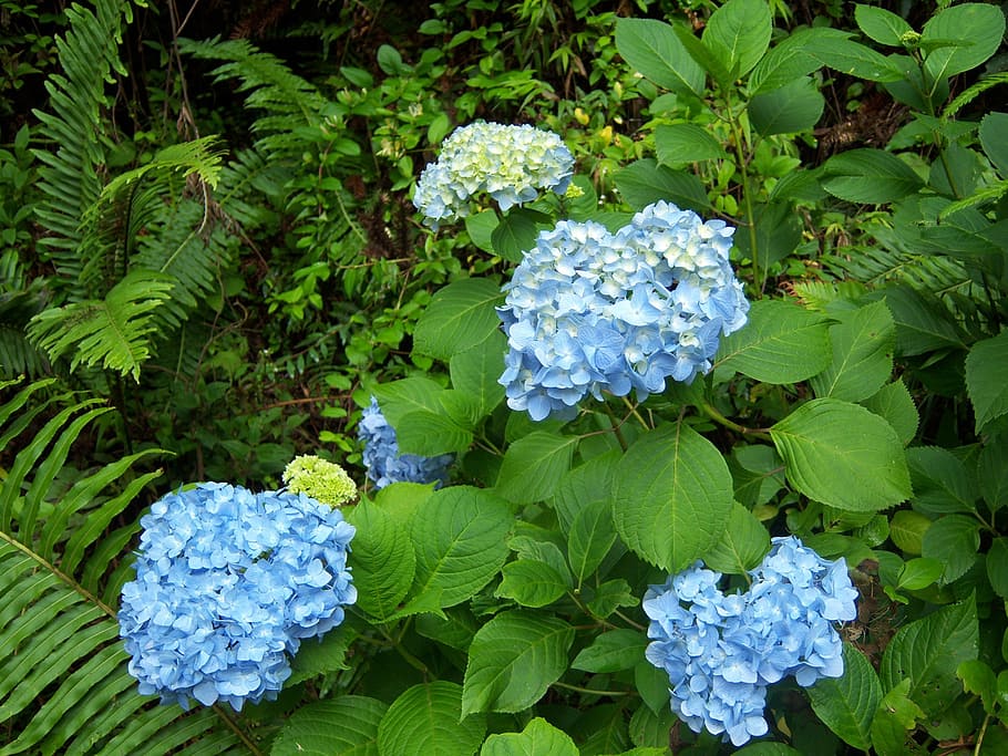 hydrangea, flower, blue, campos do jordão, garden, plant, leaf HD wallpaper