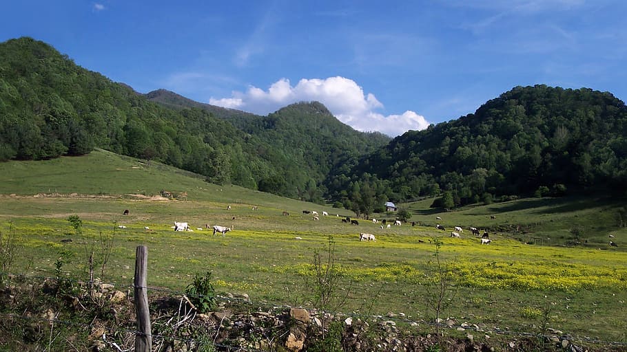mountain, pasture, bucolic, herd, cows, skyline, rocky mountains HD wallpaper