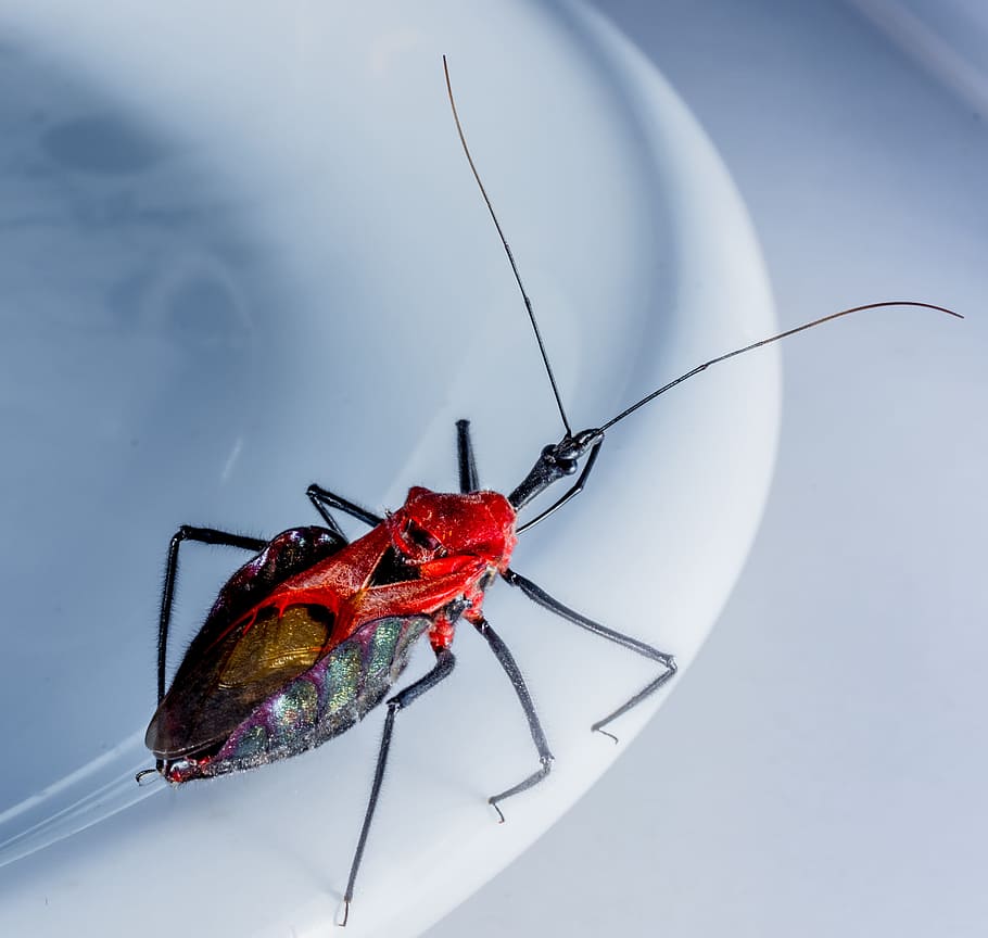 beetle, insect, arachnid, exotic, close, black, red head, invertebrate HD wallpaper