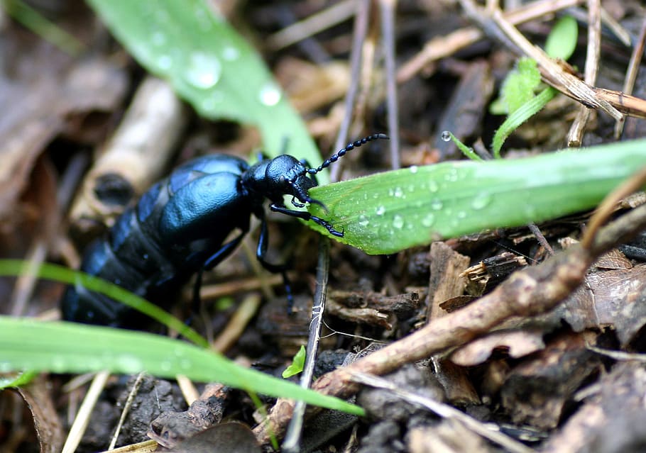 Scarab, Insect, Forest, Alsace, Nature, leaf, one animal, animal themes HD wallpaper