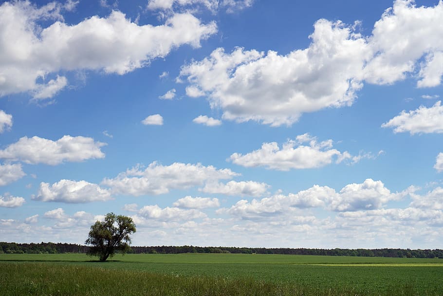 clouds, space, landscape, dal, nature, tree, sky, summer, the beauty of nature HD wallpaper