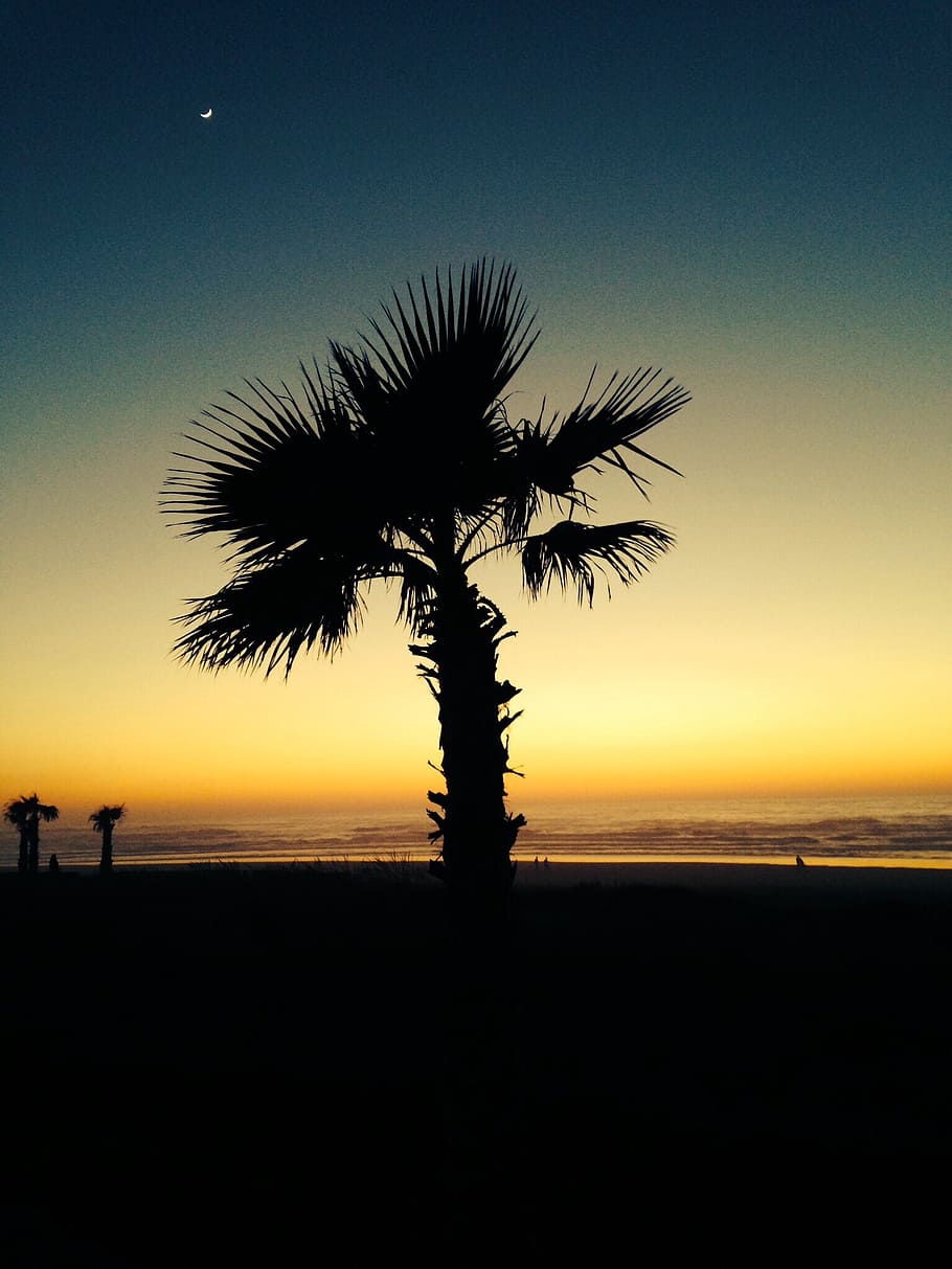 beach, palm trees, sea, silhouette, sky, sunset, scenics - nature HD wallpaper