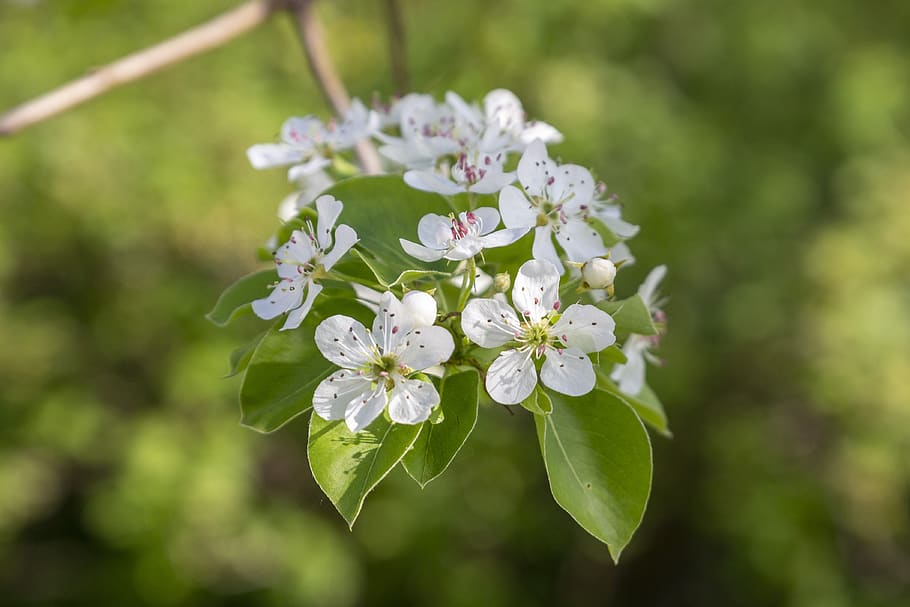 pear, spring, may, tree, flowers, bloom, garden, nature, white HD wallpaper
