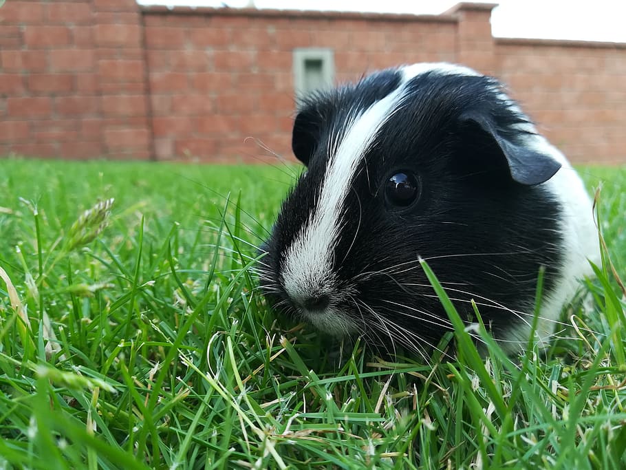 guinea pig, pet, cute, grass, plant, animal, animal themes HD wallpaper