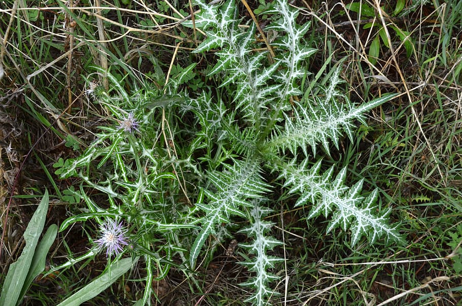 diestel, sting, prickly, nature, plant, meadow, garden, thistle, HD wallpaper