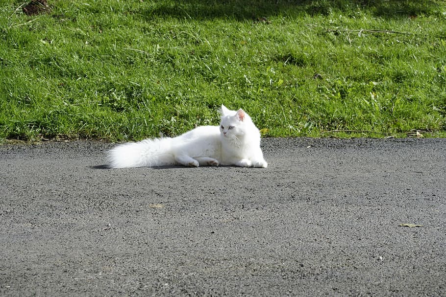 long-furred white cat on ground near grass field at daytime, domestic cat