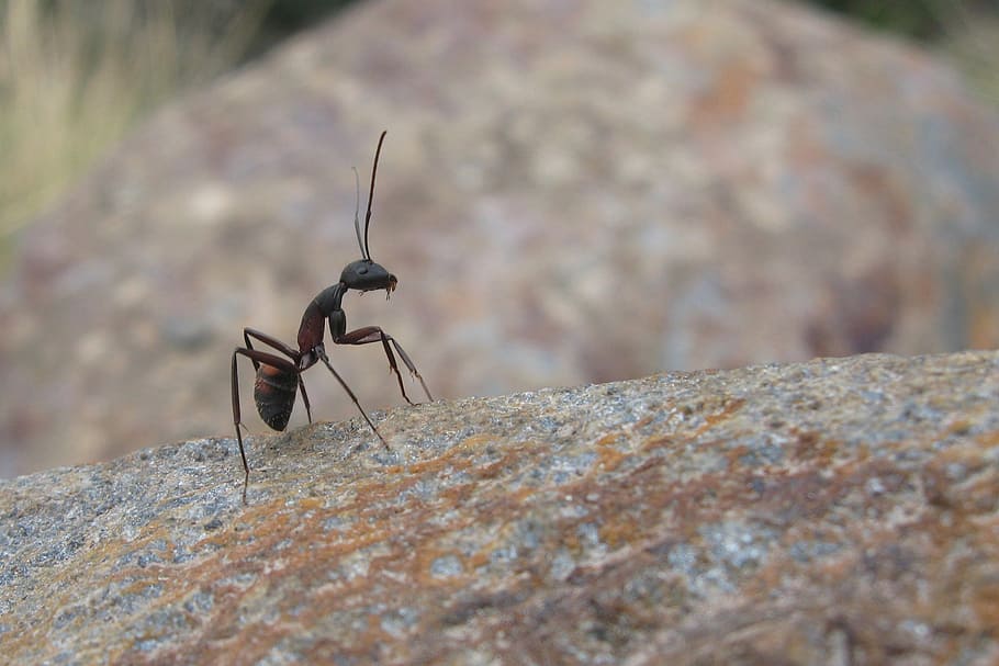 selective focus photo of black ant on brown rock at daytime HD wallpaper