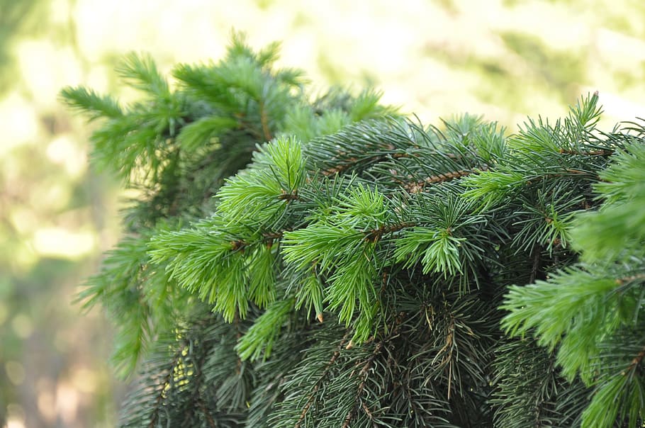 spruce, branch, coniferous, needles, tree, greens, forest, trees HD wallpaper