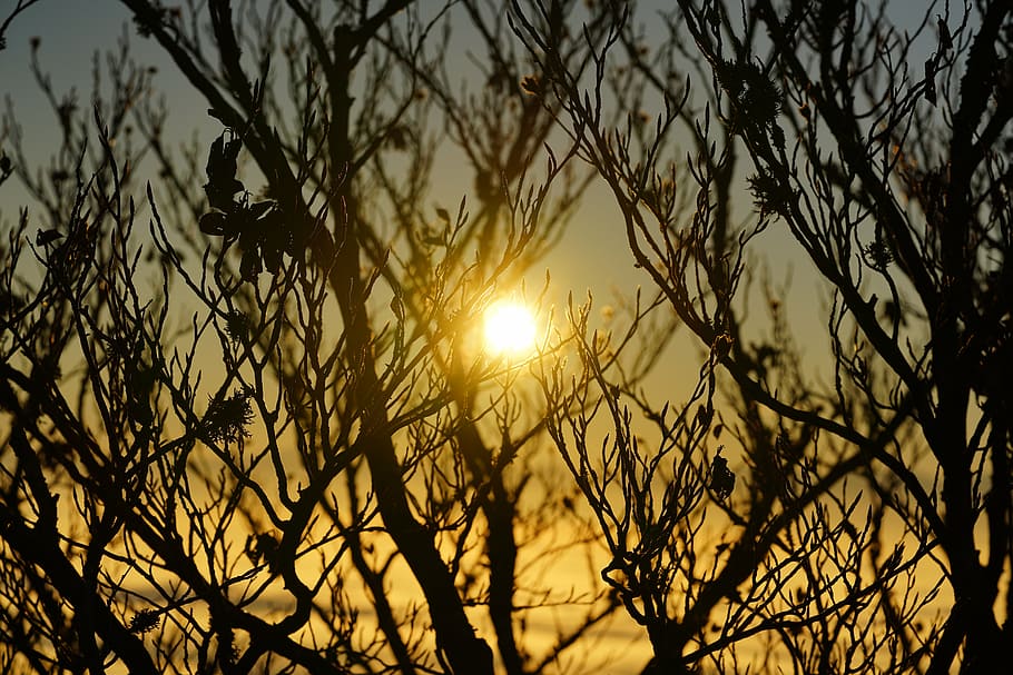 sun, sunrise, branches, trees, back light, aesthetic, silhouette HD wallpaper