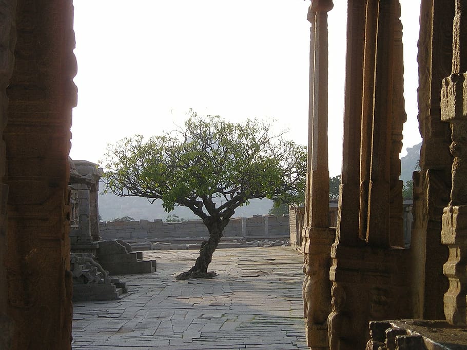 india, tree, temple site, back light, architecture, archaeology HD wallpaper