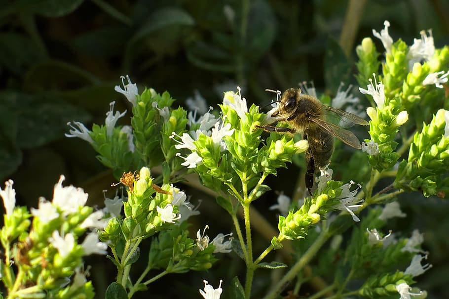 bee, marjoram, foraging, animal themes, one animal, animals in the wild HD wallpaper