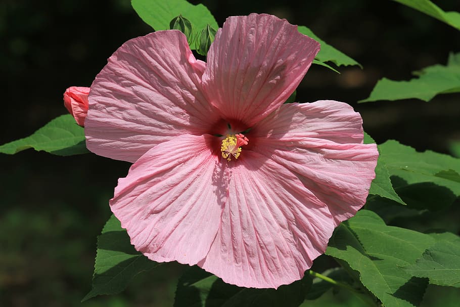 hibiscus, pink, swamp hibiscus, flower, flowering plant, petal, HD wallpaper