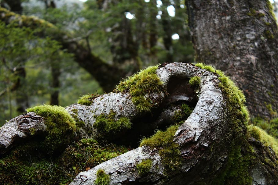 wood, dawn, landscape, nature, bark, dusk, environment, fall HD wallpaper