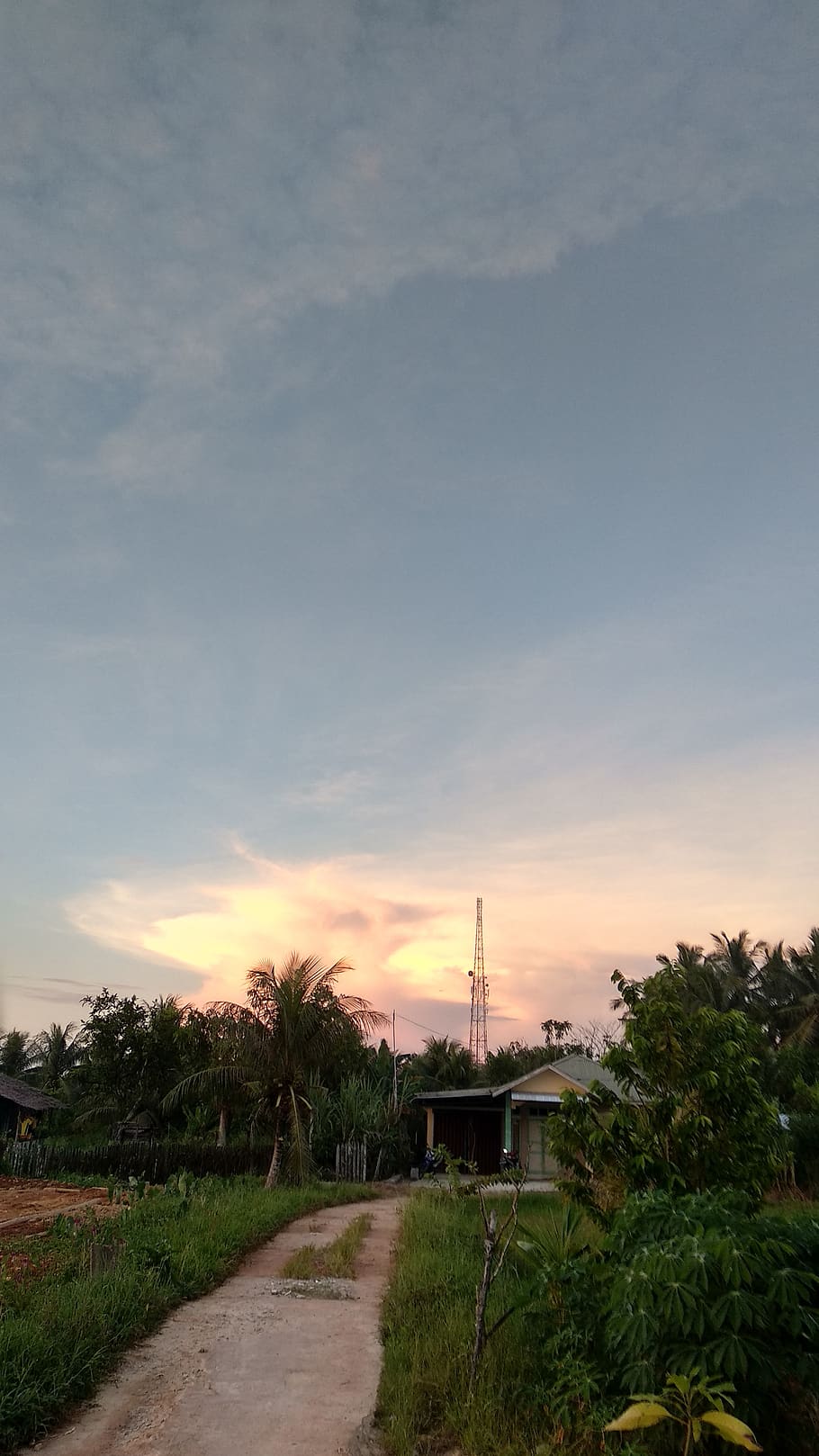 path, single, sky, orange, afternoon, plant, sunset, cloud - sky HD wallpaper