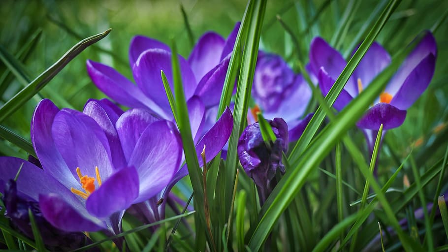 purple flowers with green grass, crocus, spring, blossom, bloom HD wallpaper