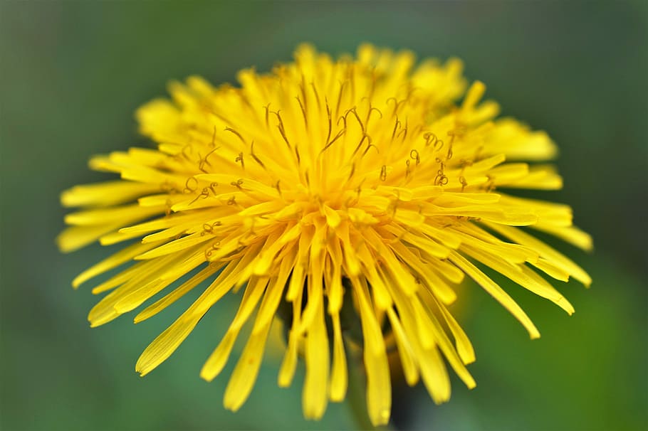 Dandelion, Yellow, Macro, Spring, Flower, garden, weed, nature HD wallpaper