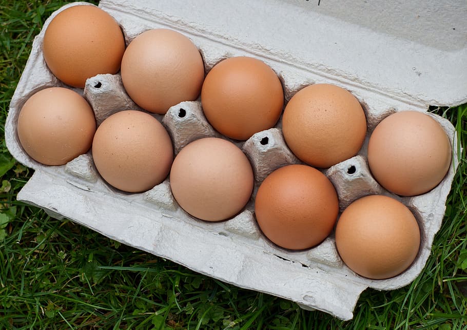 egg, chicken, chickens, easter, easter eggs, farm, hen, agriculture HD wallpaper