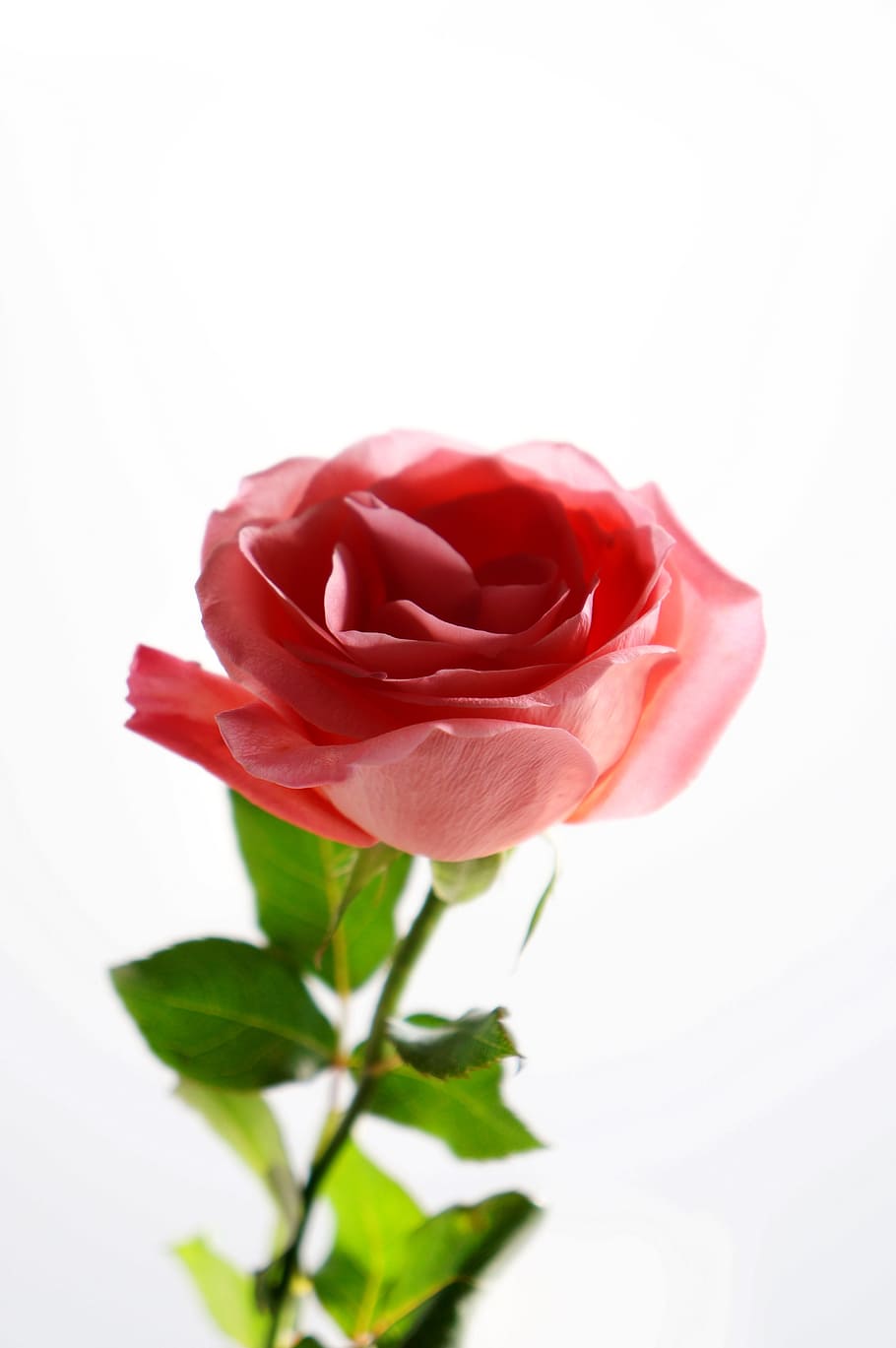 emotion, roses, beauty, flower, flowering plant, petal, beauty in nature HD wallpaper