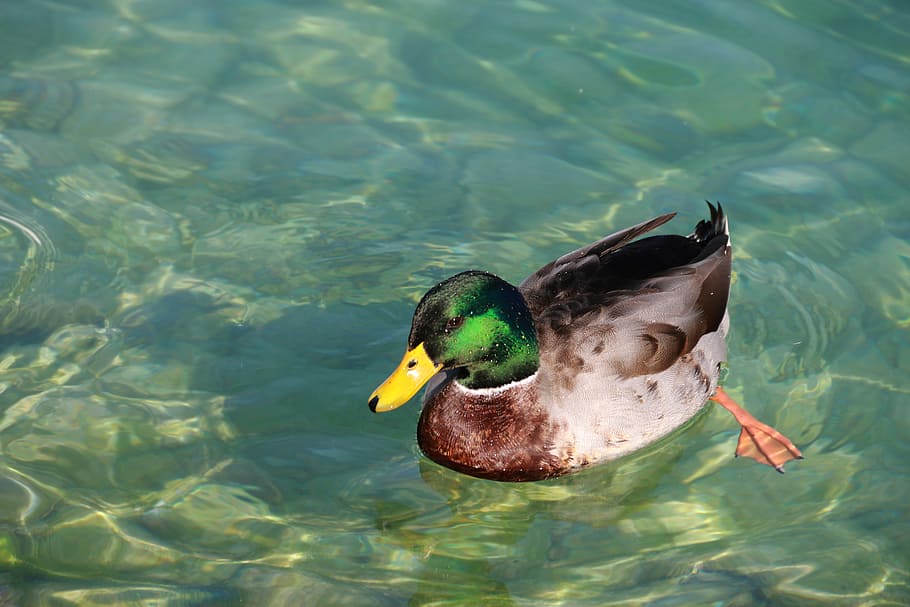 Duck, Water, green, one animal, animal themes, animals in the wild HD wallpaper