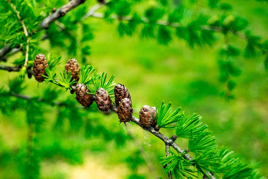 larch, larix, tree, forest, needles, coniferous, foliage, green HD wallpaper