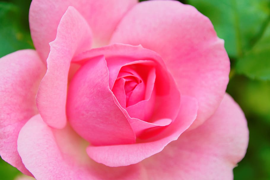 macro photography of pink rose flower, blossom, bloom, rose bloom HD wallpaper