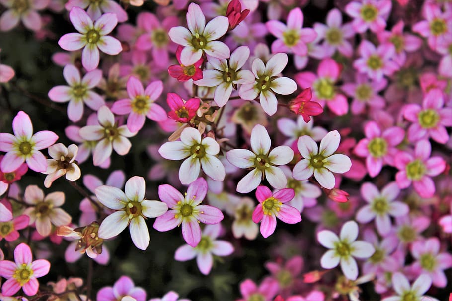 small flowers, the petals, pink, plant, macro, garden, branch, HD wallpaper