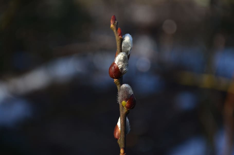 spring, verba, tree, blur, branch, bloom, nature, macro, kidney HD wallpaper