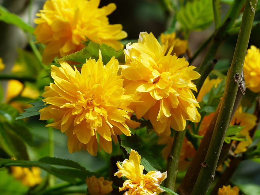 Blossom, Bloom, Yellow, Bush, branch, japanese kerrie, kerria japonica
