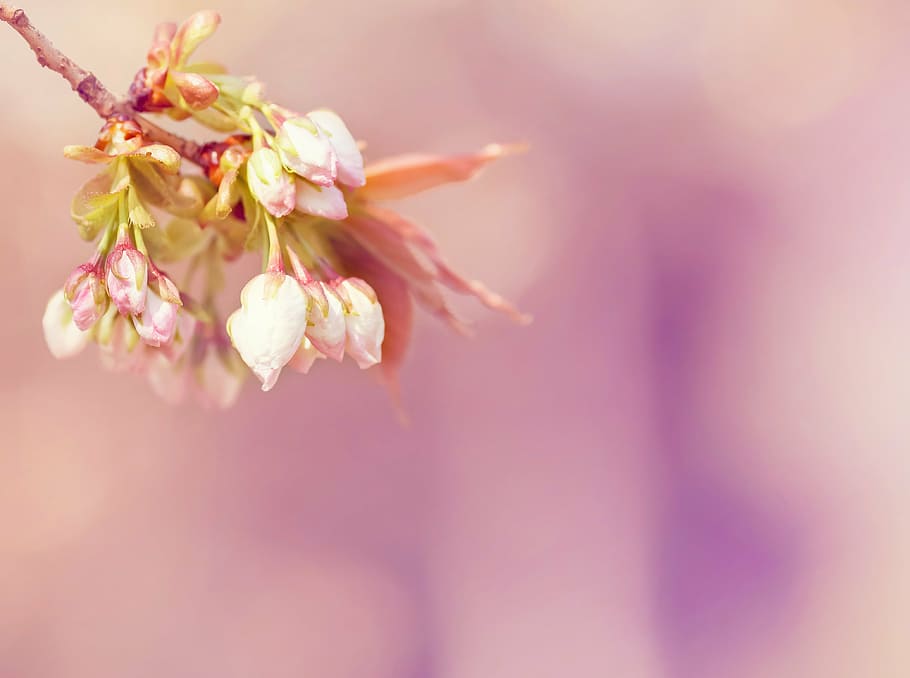 blossom, bloom, spring, tree, bush, branch, copy space, pink HD wallpaper