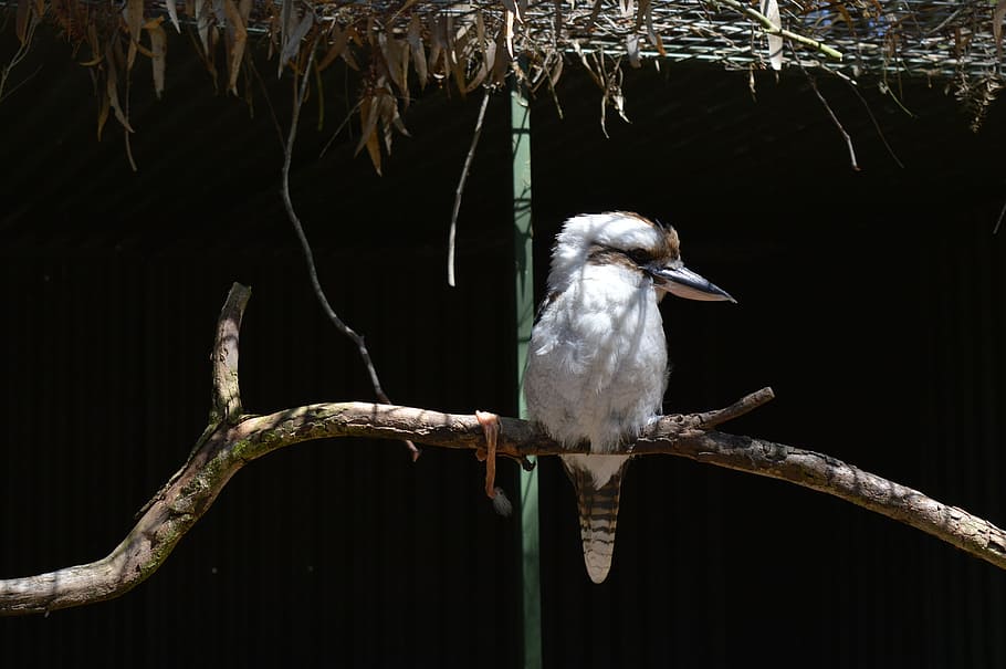 bird, australia, zoo, animal, animal themes, animal wildlife HD wallpaper