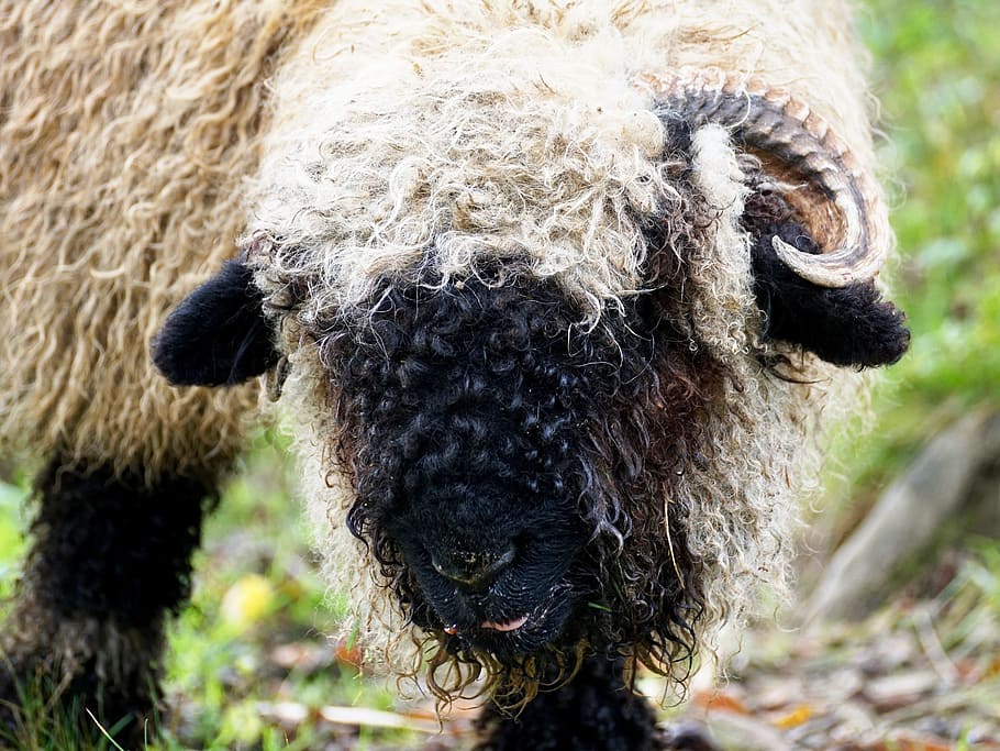 black nosed sheep, valais black nose sheep, livestock, white, HD wallpaper