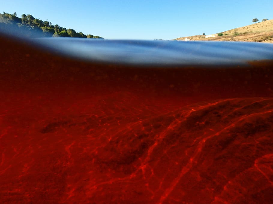 underwater photography of, red body of water near green trees under blue sky HD wallpaper