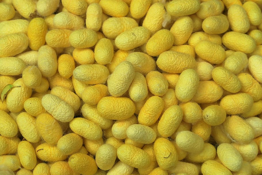 Silk Worms, Cocoon, Thread, making silk thread, yellow, full frame HD wallpaper