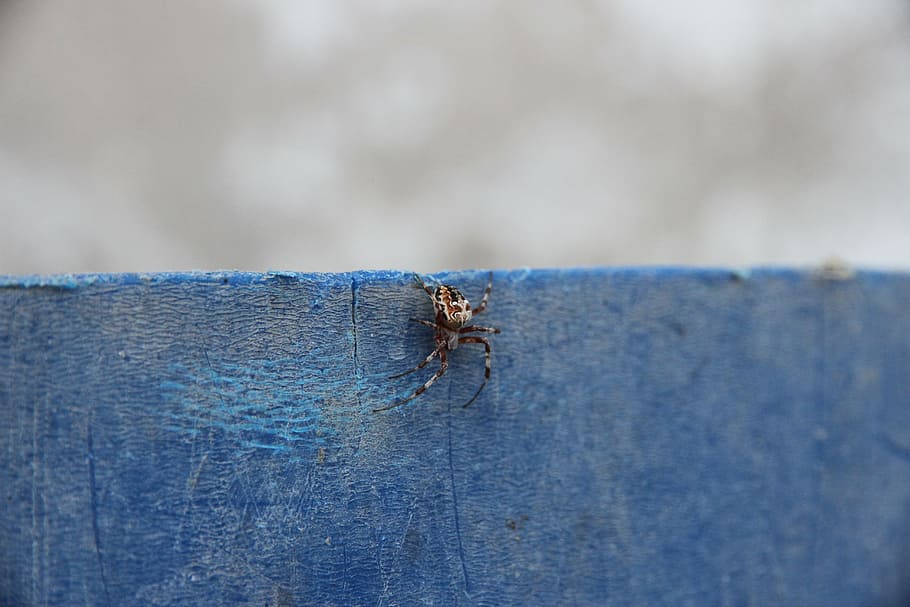 spider, arachnids, predator, one animal, animal themes, invertebrate HD wallpaper