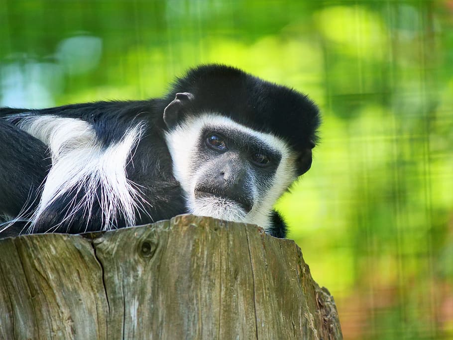 capuchin monkey, wildlife, animal, primate, jungle, mammal HD wallpaper