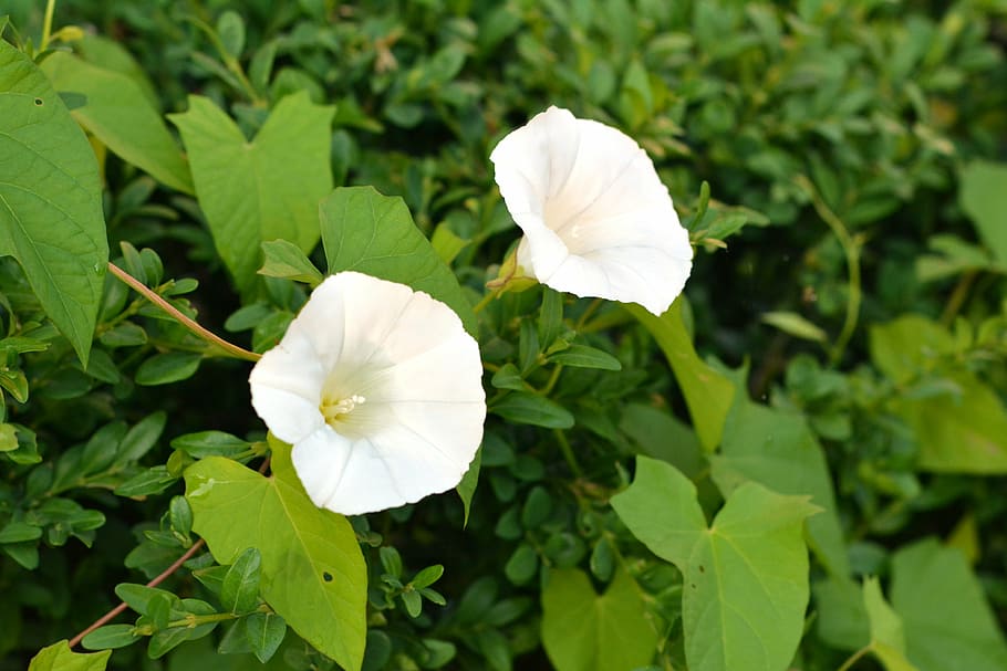 bindweed, yunki, white, flower, blooming, creeper, white flower, HD wallpaper