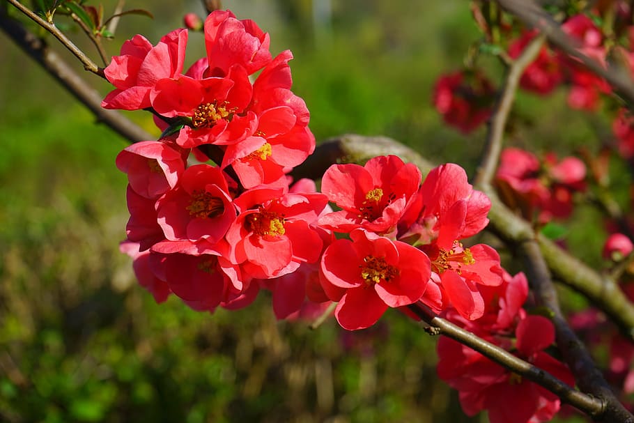 HD%20wallpaper:%20red%20cherry%20blossoms,%20japanese%20ornamental%20quince,%20flowers,%20red%20%20orange%20|%20Wallpaper%20Flare