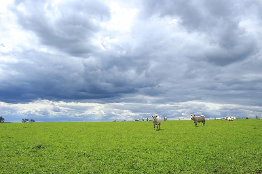 white cows on green grass land during daytime, lawn, nature, agro-industry, HD wallpaper