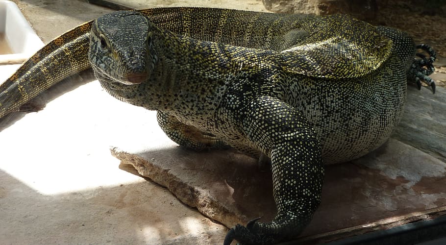 reptile, amphibians, expression, one animal, animal themes HD wallpaper