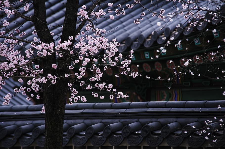 HD wallpaper: flowering cherry blossom