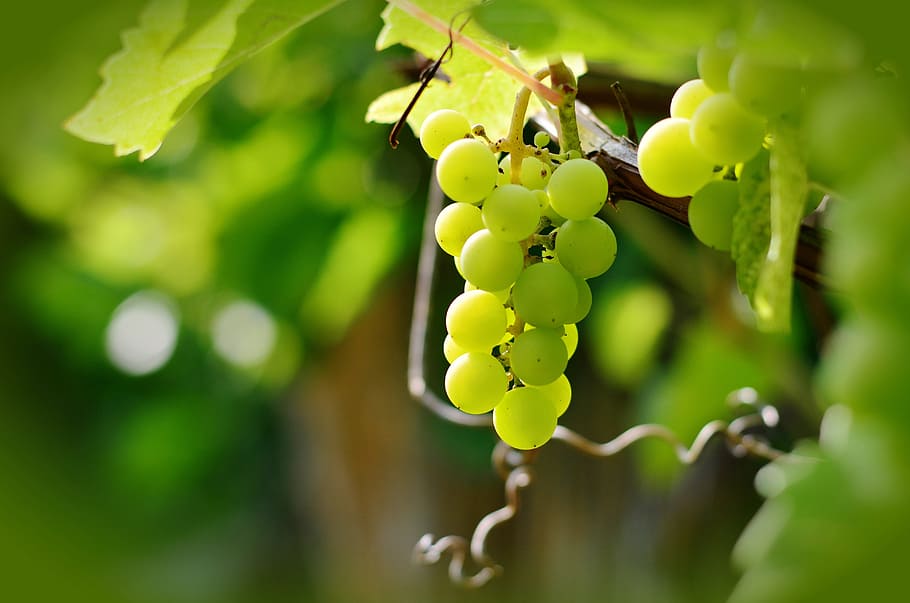 closeup photo of green grape fruit, grapes, winegrowing, green grapes