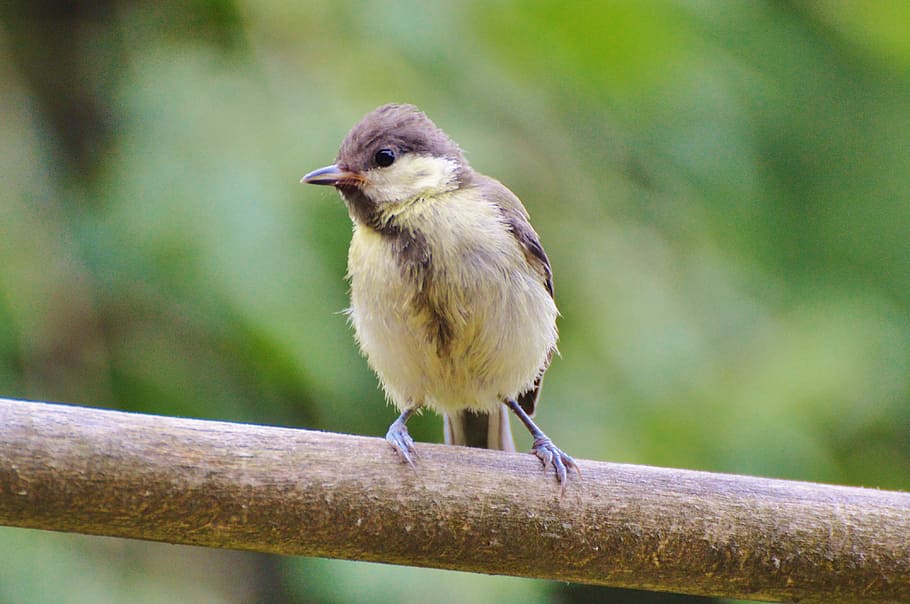selective focus photography of brown and white bird, tit, foraging HD wallpaper