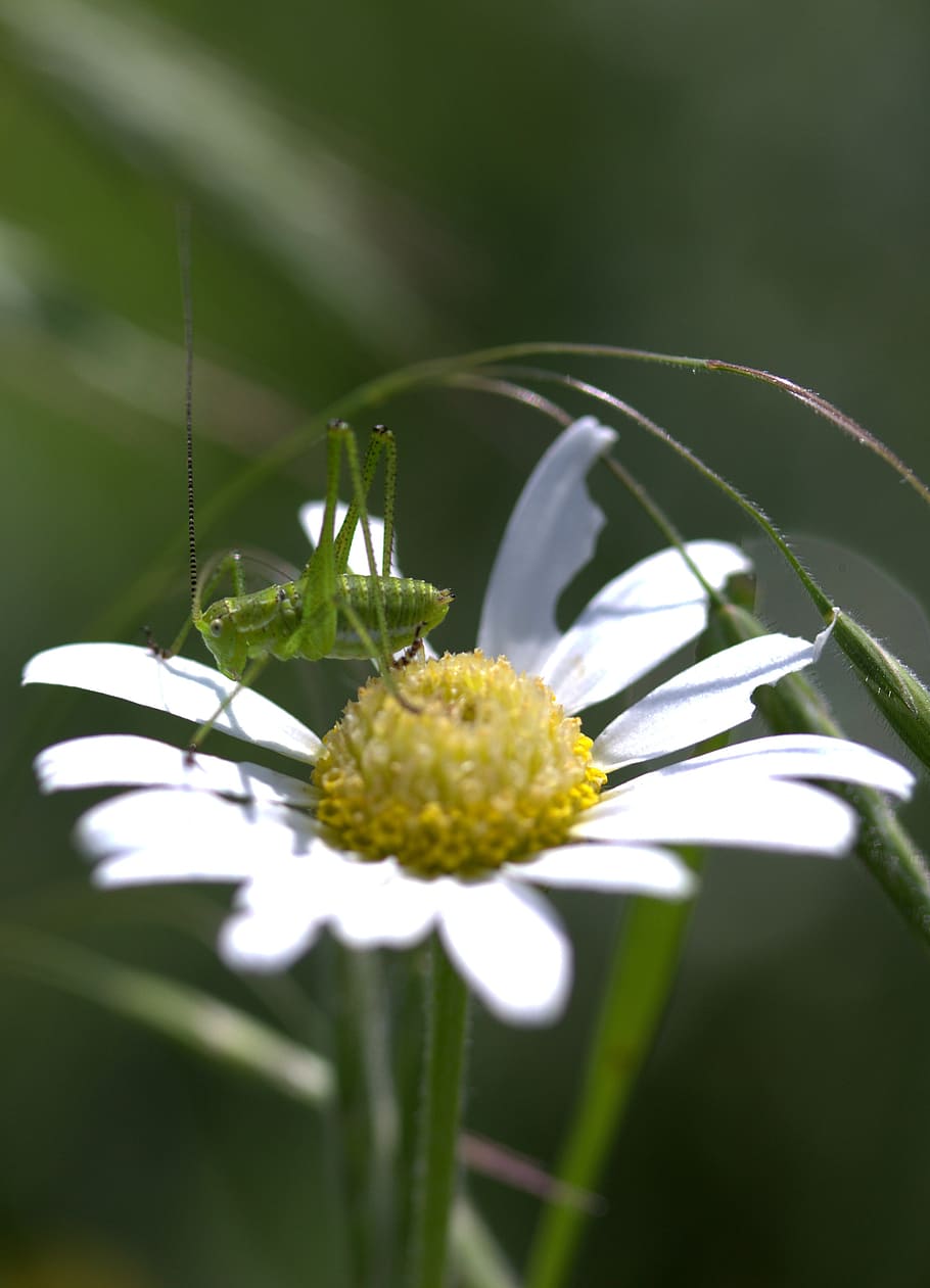 grasshopper, green, flower, insecta, nature, chamomile, flowering plant HD wallpaper