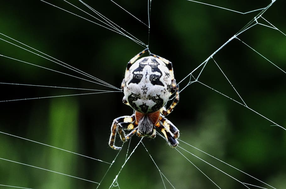 Spider, Network, Macro, Cross, black, white, one animal, animal themes HD wallpaper